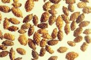 Propiedades de Xanthium sibiricum. Medicina China. 